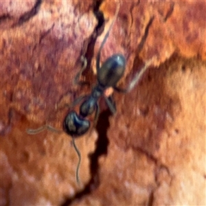 Anonychomyrma sp. (genus) at Campbell, ACT - 5 Feb 2025 12:38 PM