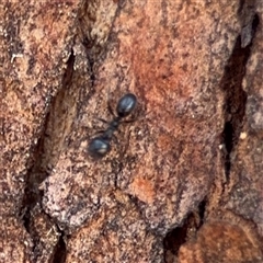 Anonychomyrma sp. (genus) at Campbell, ACT - 5 Feb 2025 12:38 PM