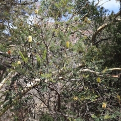 Banksia marginata (Silver Banksia) at Freycinet, TAS - 5 Feb 2025 by JimL