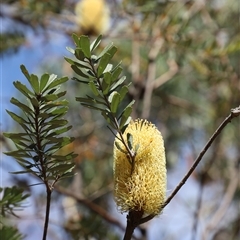 Banksia marginata at Freycinet, TAS - 5 Feb 2025 12:47 PM