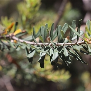 Banksia marginata at Freycinet, TAS - 5 Feb 2025 12:47 PM