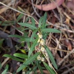 Alternanthera denticulata (Lesser Joyweed) at Weetangera, ACT - 6 Feb 2025 by CattleDog