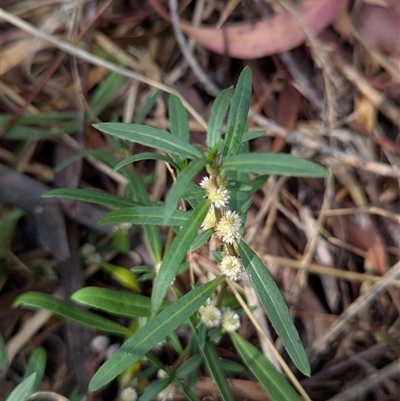 Alternanthera denticulata at Weetangera, ACT - Today by CattleDog