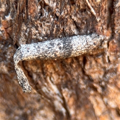 Conoeca guildingi (A case moth) at Campbell, ACT - Yesterday by Hejor1