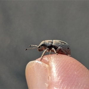 Unidentified Weevil (Curculionoidea) at Gungahlin, ACT - Yesterday by chriselidie