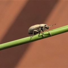 Unidentified Weevil (Curculionoidea) at Gungahlin, ACT - Today by chriselidie