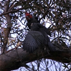 Callocephalon fimbriatum (Gang-gang Cockatoo) at Palerang, NSW - Today by Csteele4