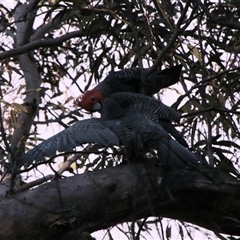 Callocephalon fimbriatum at Palerang, NSW - suppressed