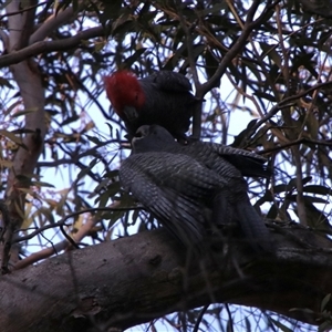 Callocephalon fimbriatum at Palerang, NSW - suppressed