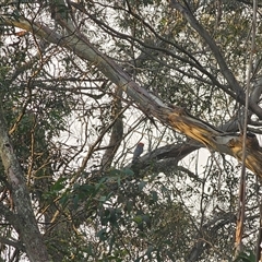 Callocephalon fimbriatum at Palerang, NSW - suppressed