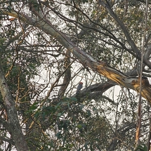 Callocephalon fimbriatum at Palerang, NSW - suppressed