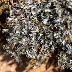 Grimmia sp. at Campbell, ACT - Yesterday by Hejor1