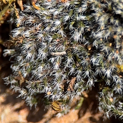 Grimmia sp. at Campbell, ACT - Yesterday by Hejor1