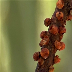 Eriococcus coriaceus (Gumtree Scale) at Campbell, ACT - 5 Feb 2025 by Hejor1