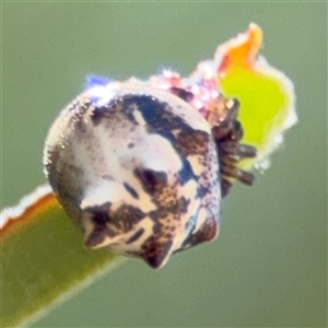 Phoroncidia sextuberculata (Six-knobbed Phoroncidia) at Campbell, ACT - 5 Feb 2025 by Hejor1