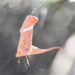 Phonognathidae (family) (Leaf curling orb-weavers) at Pialligo, ACT - 5 Feb 2025 by Hejor1