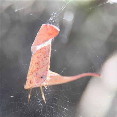 Phonognathidae (family) (Leaf curling orb-weavers) at Pialligo, ACT - 5 Feb 2025 by Hejor1