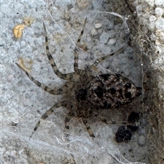 Oecobius sp. (genus) (Midget house spider) at Campbell, ACT - 5 Feb 2025 by Hejor1