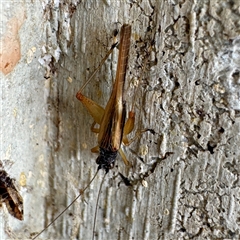 Trigonidium sp. (genus) at Campbell, ACT - Yesterday by Hejor1