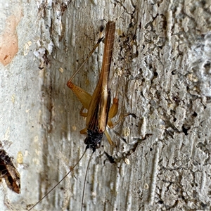 Trigonidium sp. (genus) at Campbell, ACT - 5 Feb 2025 10:39 AM