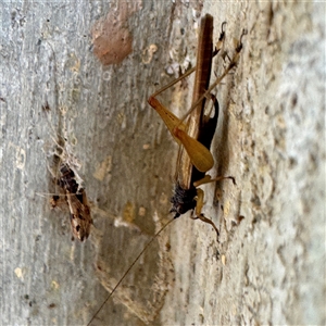 Trigonidium sp. (genus) at Campbell, ACT - 5 Feb 2025 10:39 AM