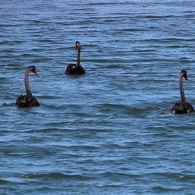 Cygnus atratus (Black Swan) at Orford, TAS - 6 Feb 2025 by JimL