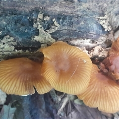 Unidentified Fungus at Pappinbarra, NSW - Today by jonvanbeest