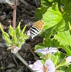 Amegilla (Zonamegilla) asserta (Blue Banded Bee) at Yarralumla, ACT - 6 Feb 2025 by AndyRussell