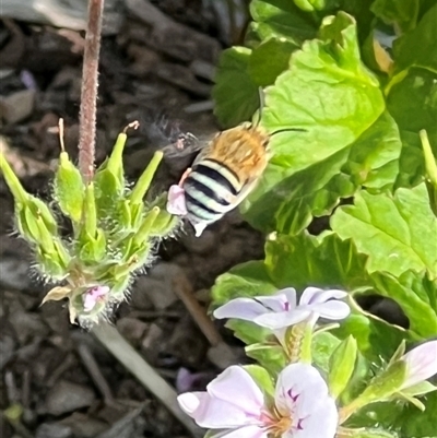 Amegilla (Zonamegilla) asserta (Blue Banded Bee) at Yarralumla, ACT - 6 Feb 2025 by AndyRussell