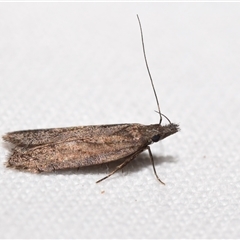 Unidentified Curved-horn moth (all Gelechioidea except Oecophoridae) by DianneClarke