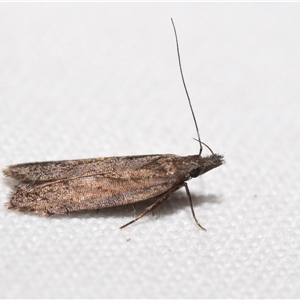 Unidentified Curved-horn moth (all Gelechioidea except Oecophoridae) by DianneClarke