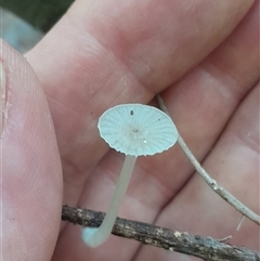 Mycena sp. at Pappinbarra, NSW - 6 Feb 2025 by jonvanbeest