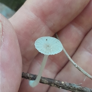 Unidentified Fungus at Pappinbarra, NSW - Yesterday by jonvanbeest