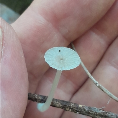 Unidentified Fungus at Pappinbarra, NSW - Today by jonvanbeest