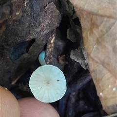 Mycena sp. (genus) at Pappinbarra, NSW - 6 Feb 2025 01:41 PM