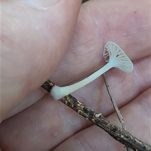 Mycena sp. (genus) at Pappinbarra, NSW - 6 Feb 2025 01:41 PM
