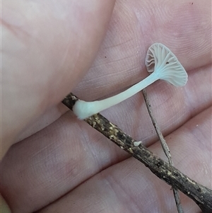 Mycena sp. (genus) at Pappinbarra, NSW - 6 Feb 2025 01:41 PM