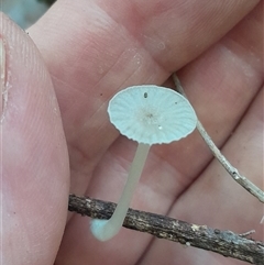 Mycena sp. (genus) at Pappinbarra, NSW - 6 Feb 2025 01:41 PM