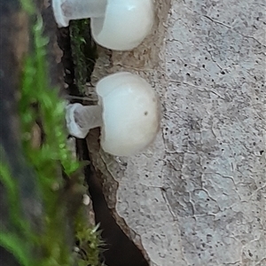 Unidentified Fungus at Pappinbarra, NSW - Yesterday by jonvanbeest