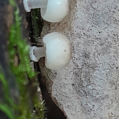 Unidentified Fungus at Pappinbarra, NSW - Today by jonvanbeest