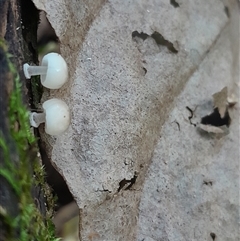 Mycena sp. at Pappinbarra, NSW - 6 Feb 2025 01:56 PM