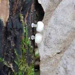 Mycena sp. at Pappinbarra, NSW - 6 Feb 2025 01:56 PM