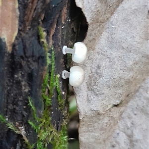 Mycena sp. at Pappinbarra, NSW - 6 Feb 2025 01:56 PM