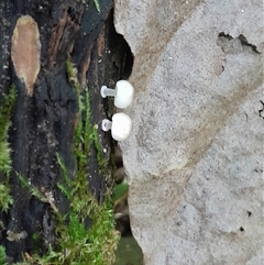 Mycena sp. at Pappinbarra, NSW - 6 Feb 2025 01:56 PM