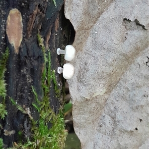 Mycena sp. at Pappinbarra, NSW - 6 Feb 2025 01:56 PM