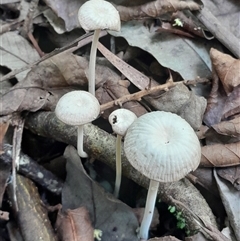 Mycena sp. (Mycena) at Pappinbarra, NSW - 6 Feb 2025 by jonvanbeest