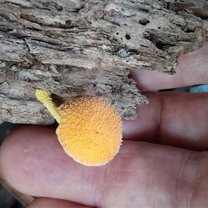 Unidentified Fungus at Pappinbarra, NSW - Yesterday by jonvanbeest