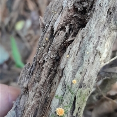 Cyptotrama asprata at Pappinbarra, NSW - 6 Feb 2025 01:19 PM
