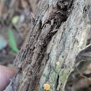 Cyptotrama asprata at Pappinbarra, NSW - 6 Feb 2025 01:19 PM
