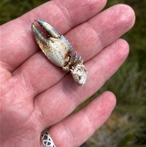 Euastacus rieki at Cotter River, ACT - suppressed